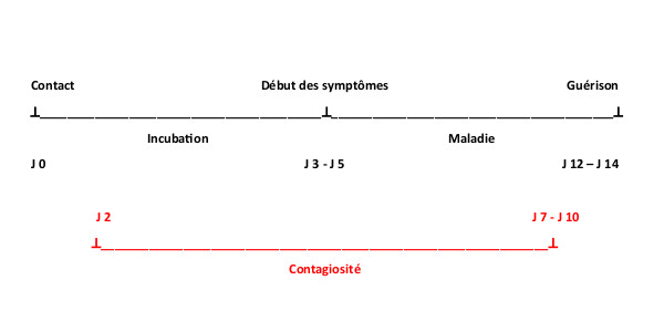 COVID19 - symptômes et contagiosité